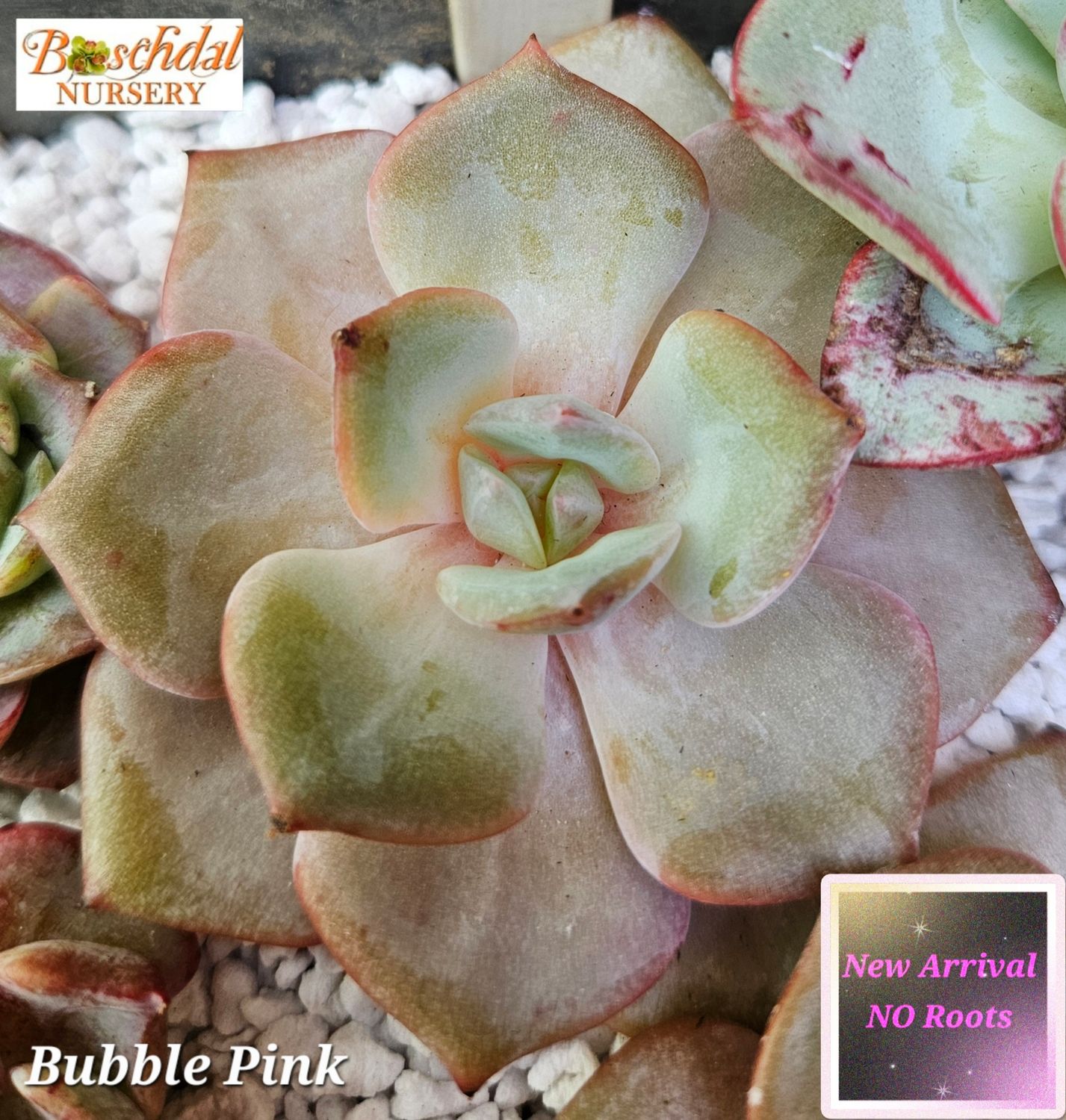 Echeveria Bubble Pink -NEW NO ROOTS