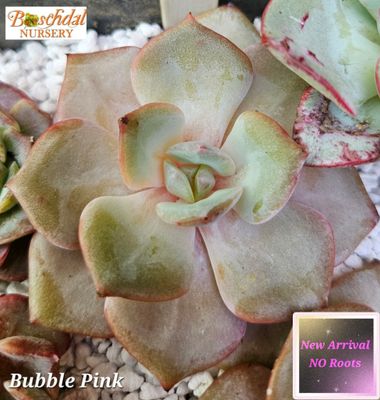 Echeveria Bubble Pink -NEW NO ROOTS