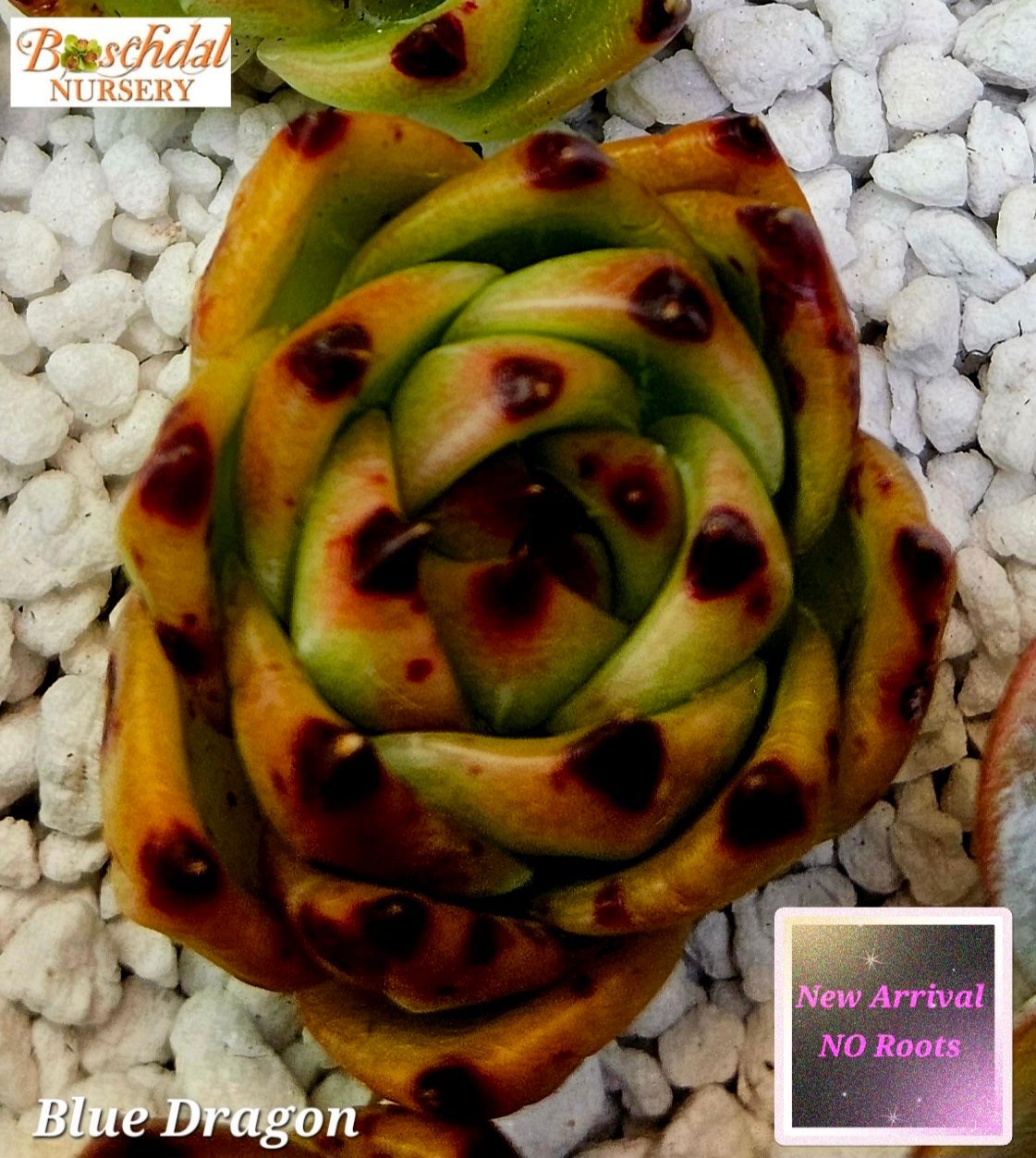 Echeveria Blue Dragon -NEW NO ROOTS