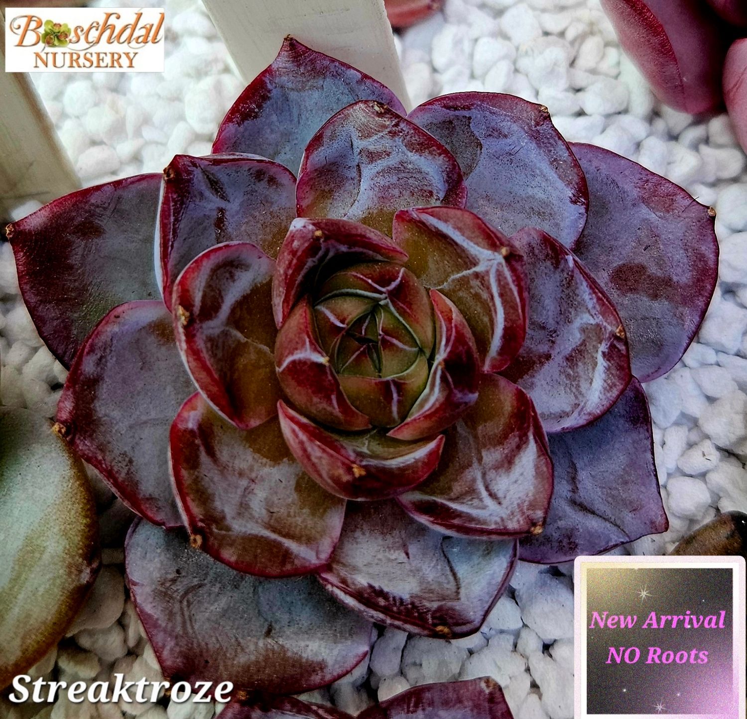 Echeveria Streaktroze -NEW NO ROOTS