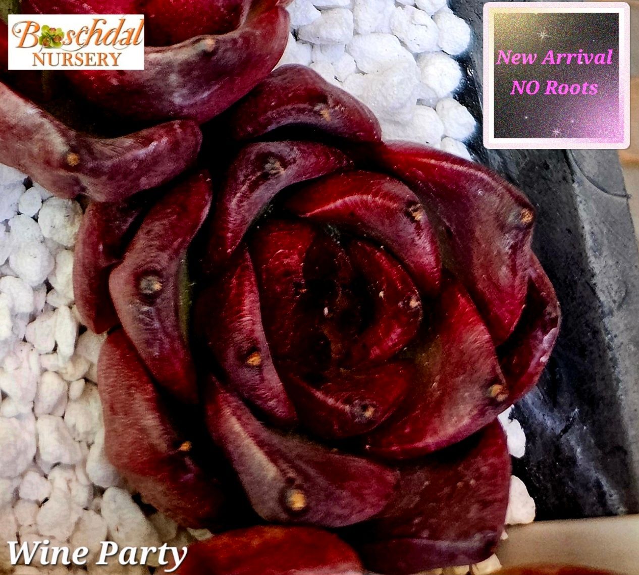 Echeveria Wine Party -NEW NO ROOTS
