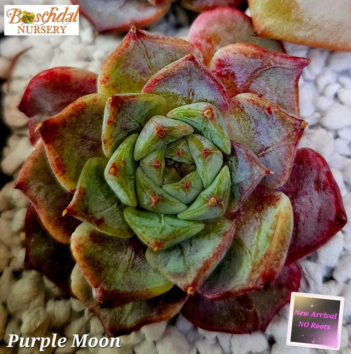 Echeveria Purple Moon -NEW NO ROOTS