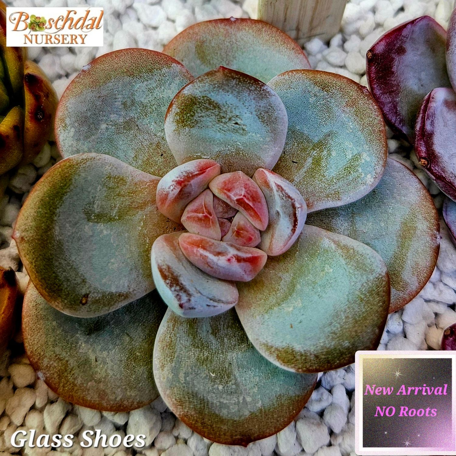 Echeveria Glass Shoes -NEW NO ROOTS