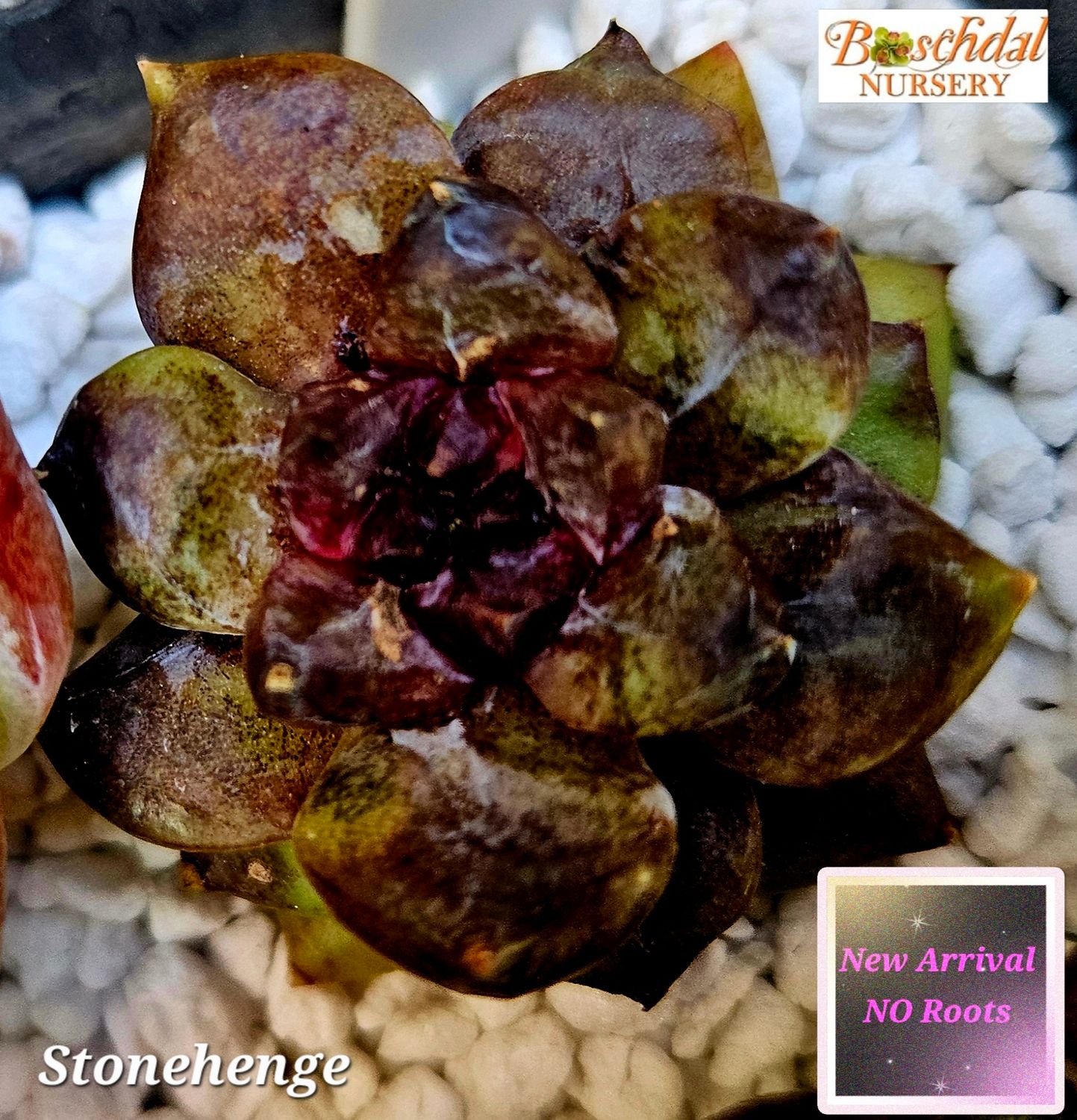 Echeveria Stonehenge -NEW NO ROOTS Echeveria Stonehenge -NEW NO ROOTS