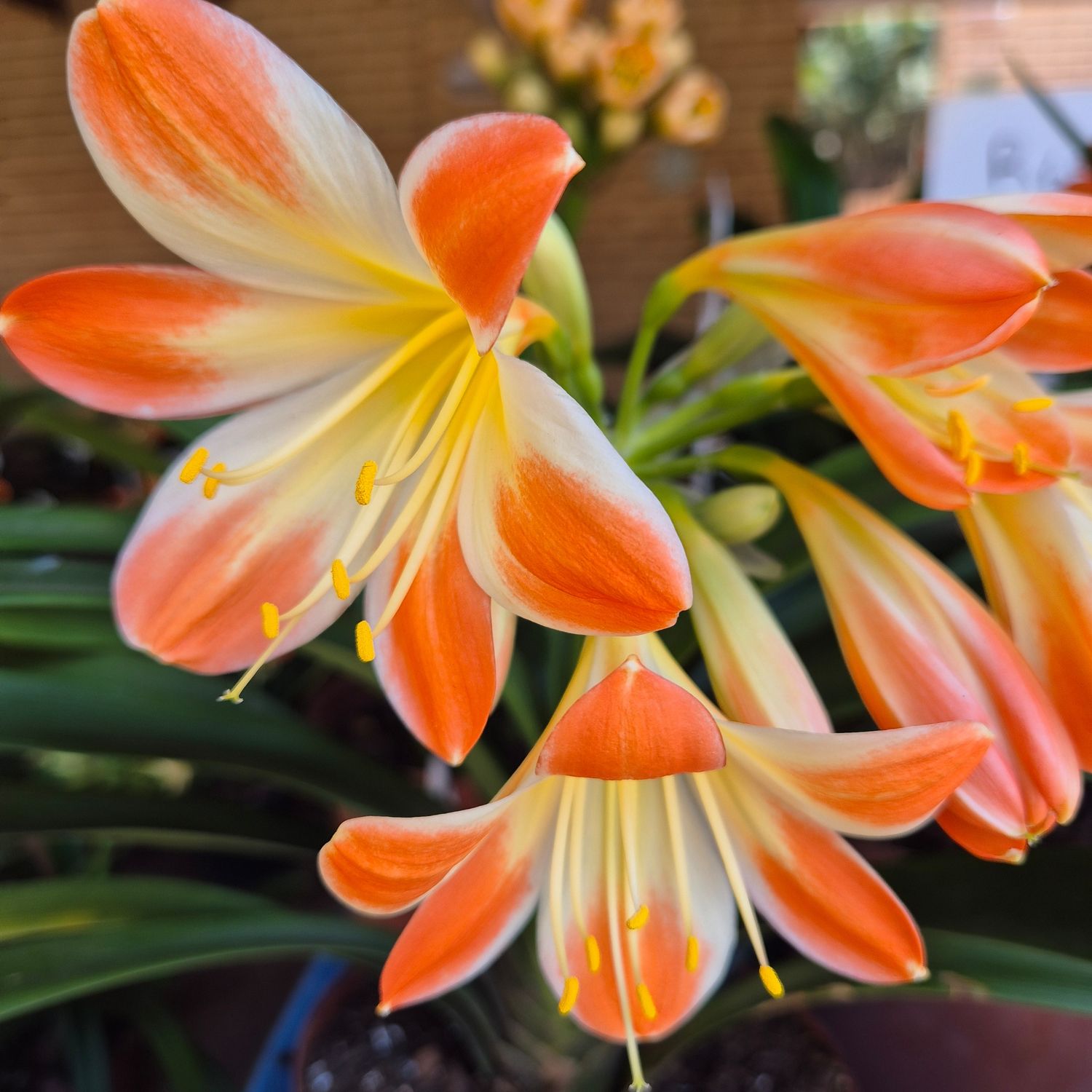 Clivia orange blush Clivia orange blush