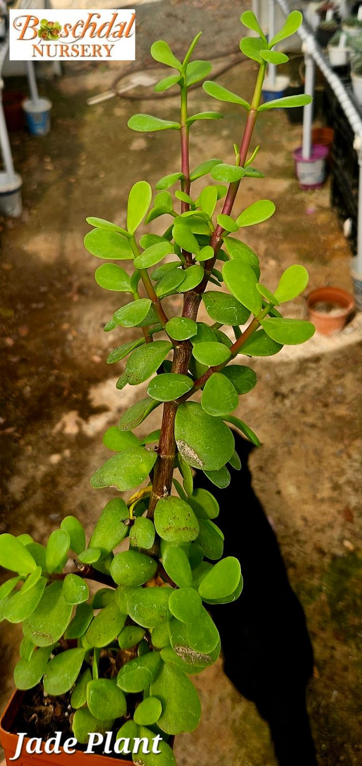 Jade Plant Jade Plant