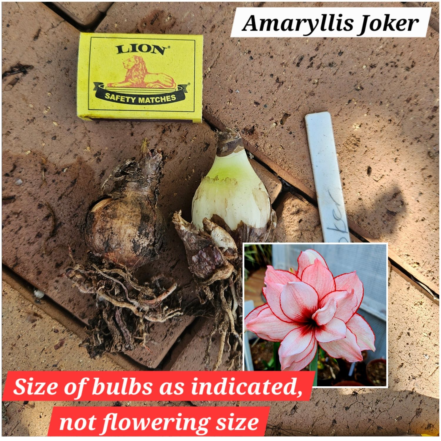 Amaryllis small bulb Joker Amaryllis small bulb Joker