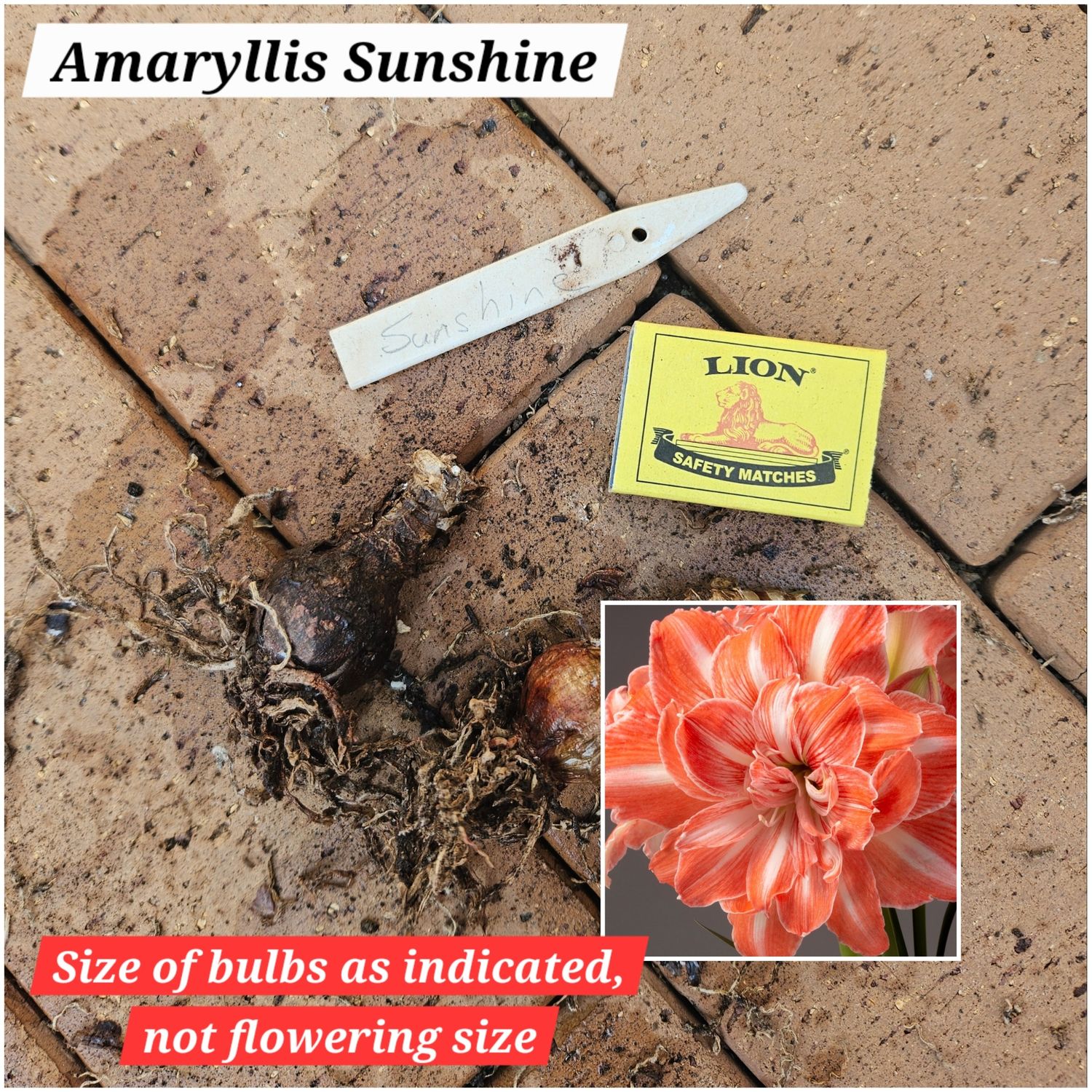 Amaryllis small bulb Sunshine Amaryllis small bulb Sunshine