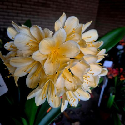 Clivia swellendam yellow x Gems appoline