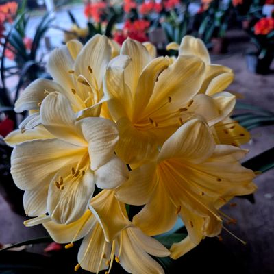 Clivia swellendam yellow x Gems appoline Clivia swellendam yellow x Gems appoline
