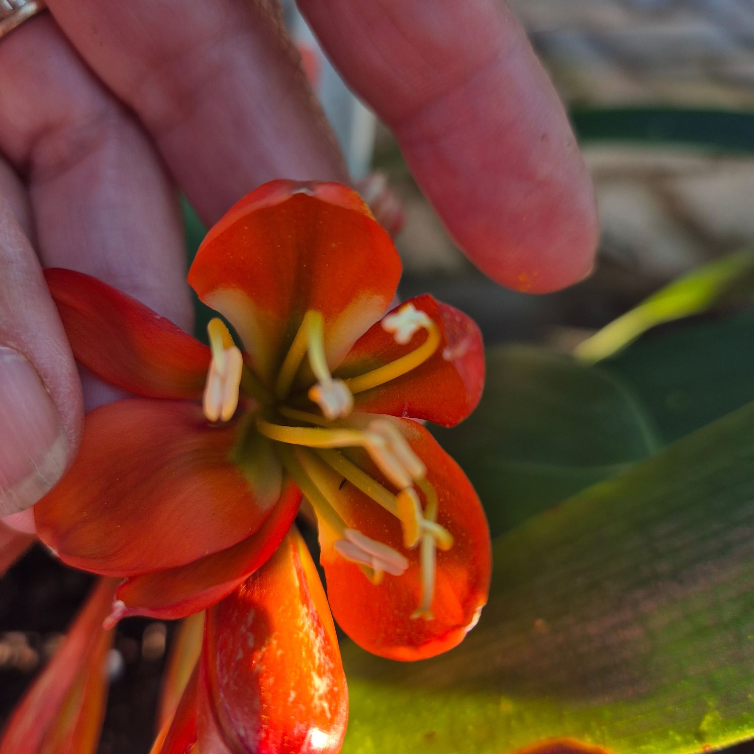 Clivia Hirao x Bronze