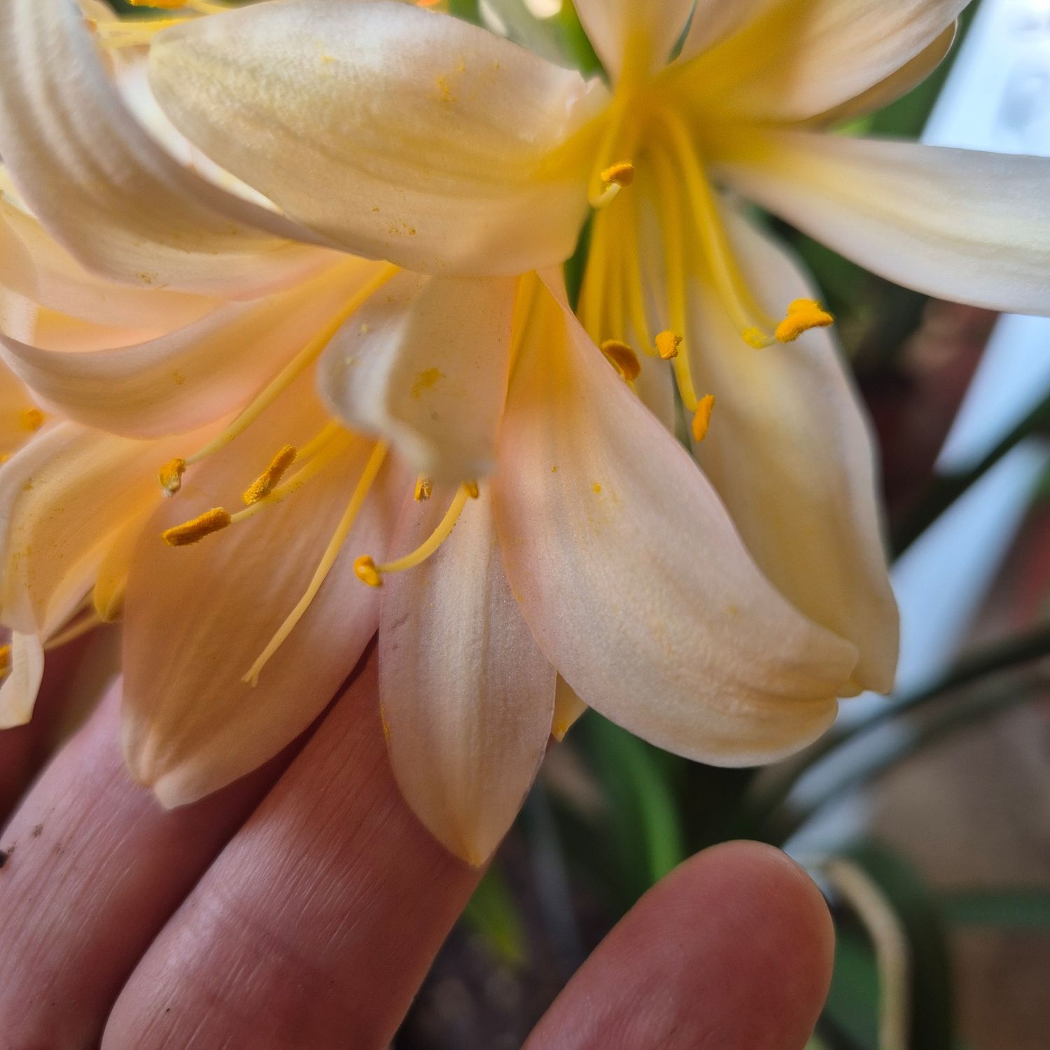 Clivia yellow with a dash of pink