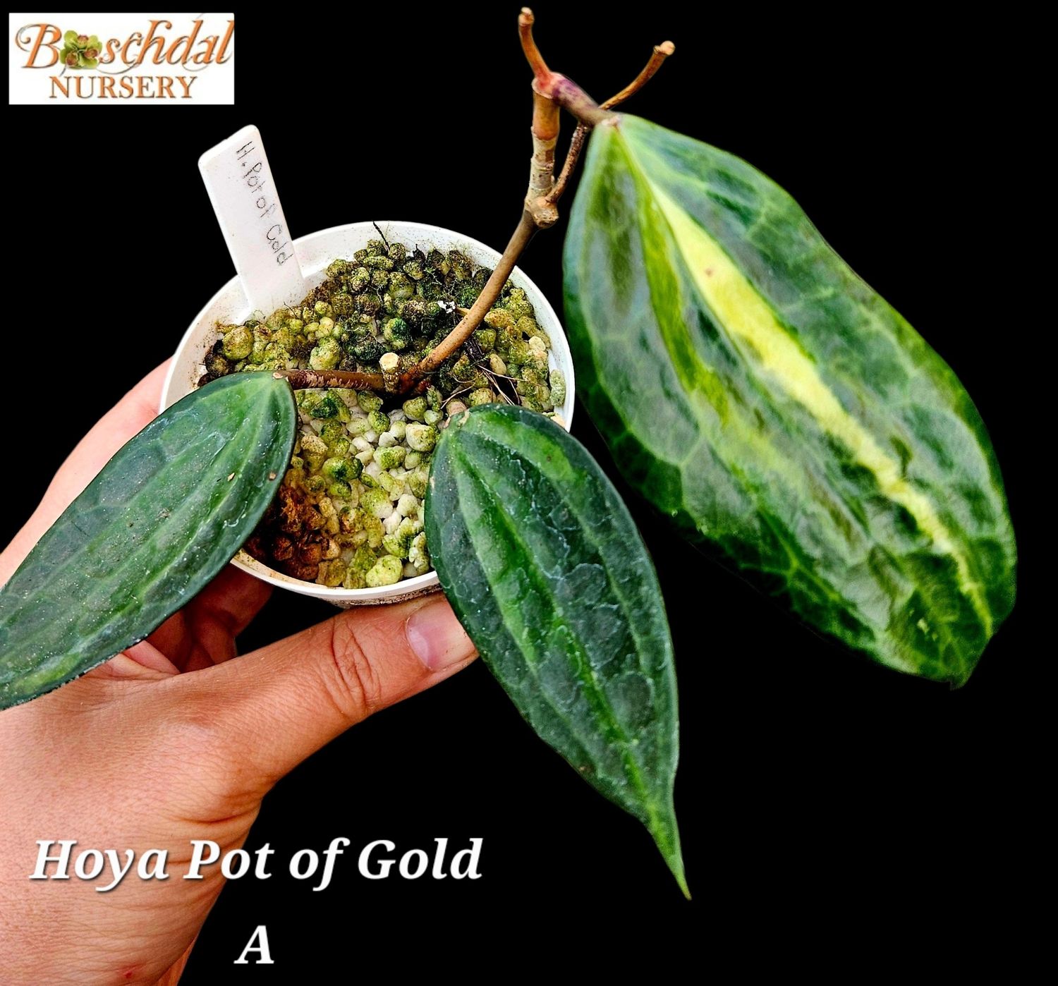 Hoya Pot of Gold
