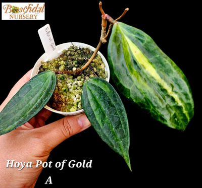Hoya Pot of Gold Hoya Pot of Gold