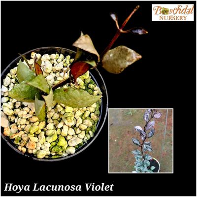 Hoya Lacunosa Violet Hoya Lacunosa Violet