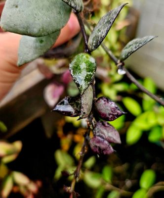 Hoya Lacunosa Violet