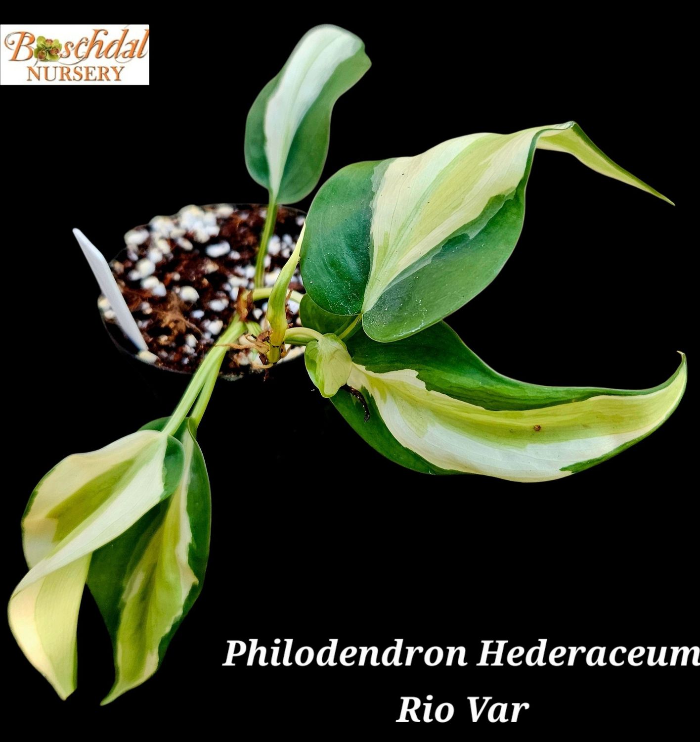 Philodendron Rio Variegated Philodendron Rio Variegated