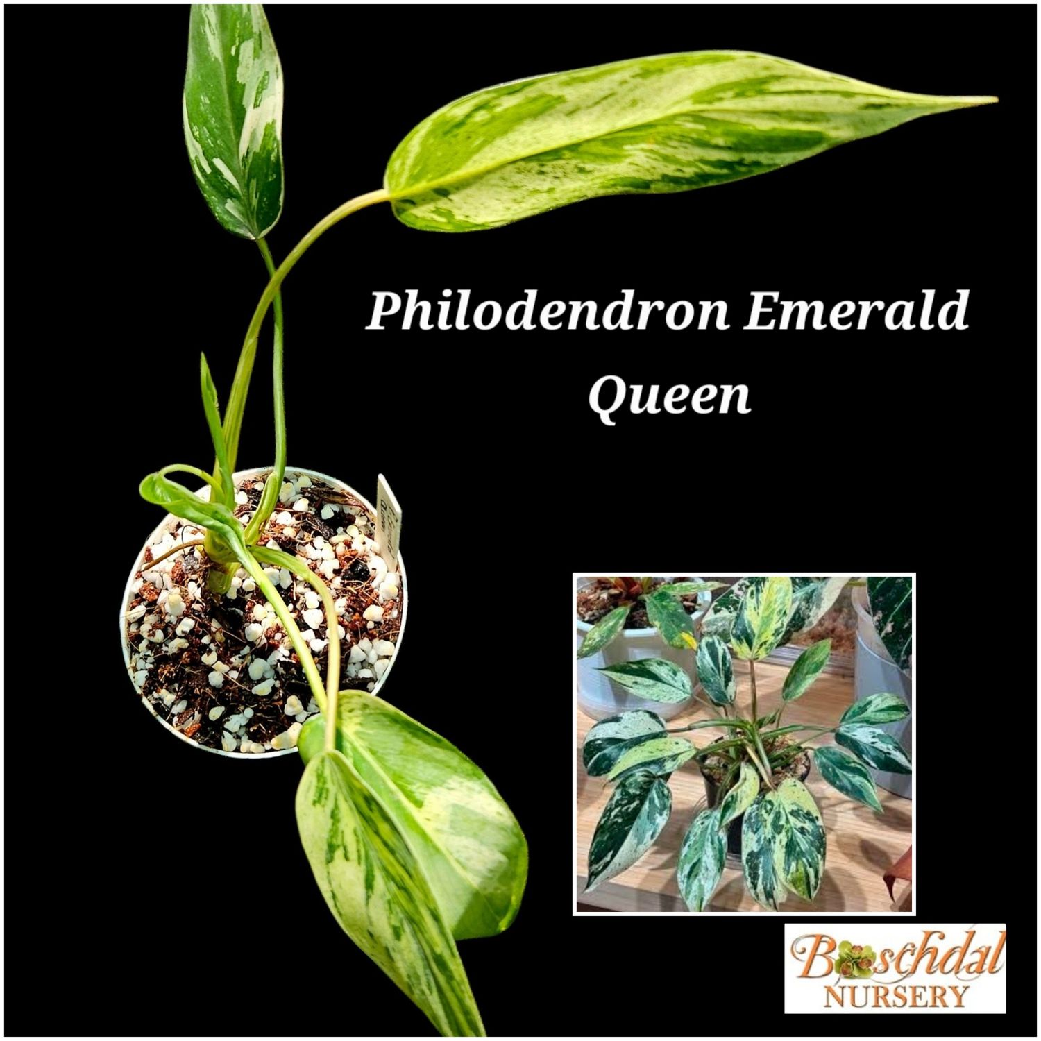 Philodendron Emerald Queen Philodendron Emerald Queen