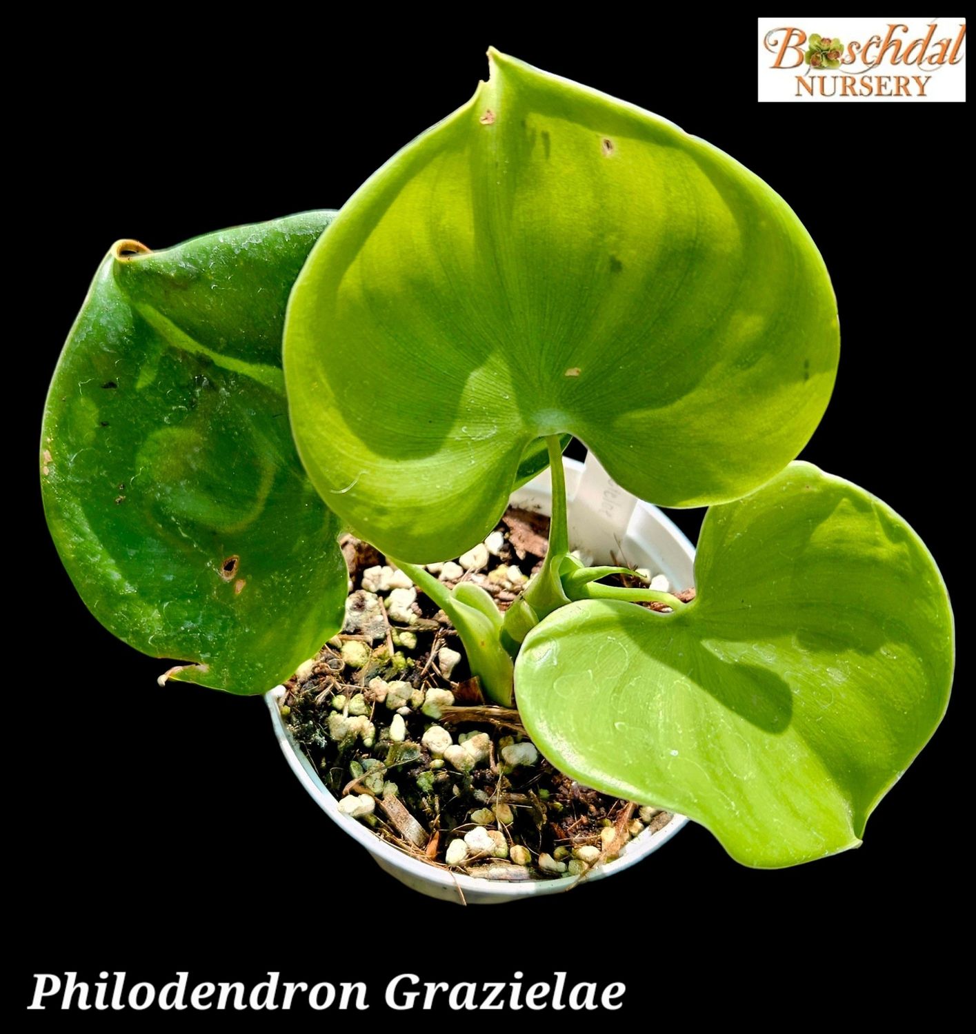 Philodendron Grazielae Philodendron Grazielae