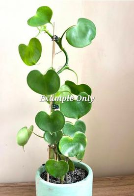 Philodendron Grazielae
