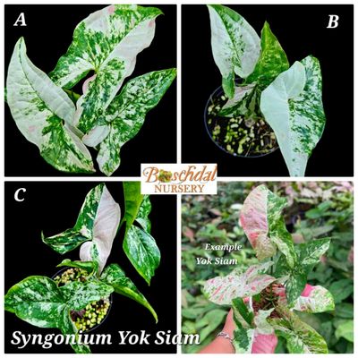 Syngonium Yok Siam (available: A,B,C) YOU CAN CHOOSE Syngonium Yok Siam (available: A,B,C) YOU CAN CHOOSE