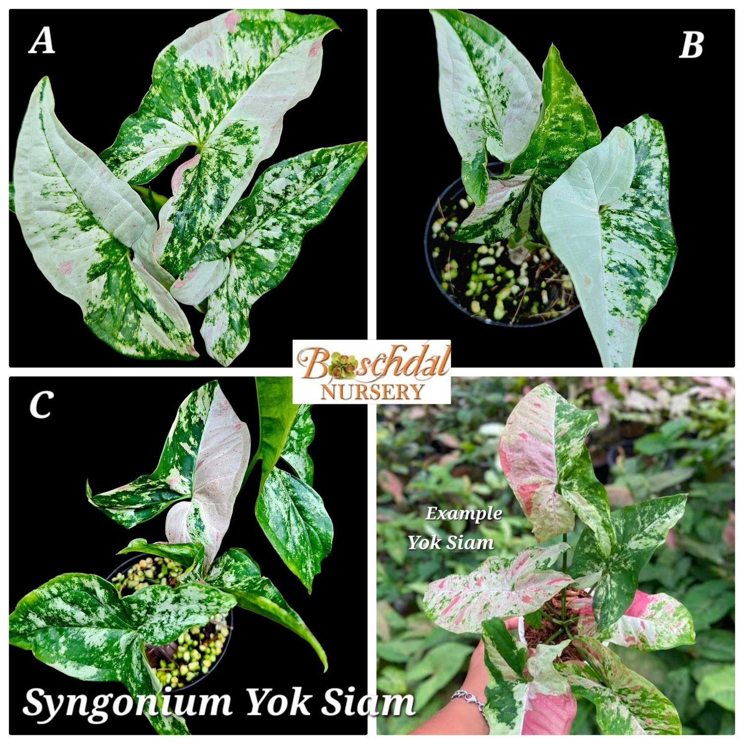 Syngonium Yok Siam (available: A,B,C,D) YOU CAN CHOOSE Syngonium Yok Siam (available: A,B,C,D) YOU CAN CHOOSE
