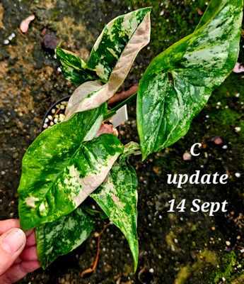 Syngonium Yok Siam (available: A,B,C) YOU CAN CHOOSE