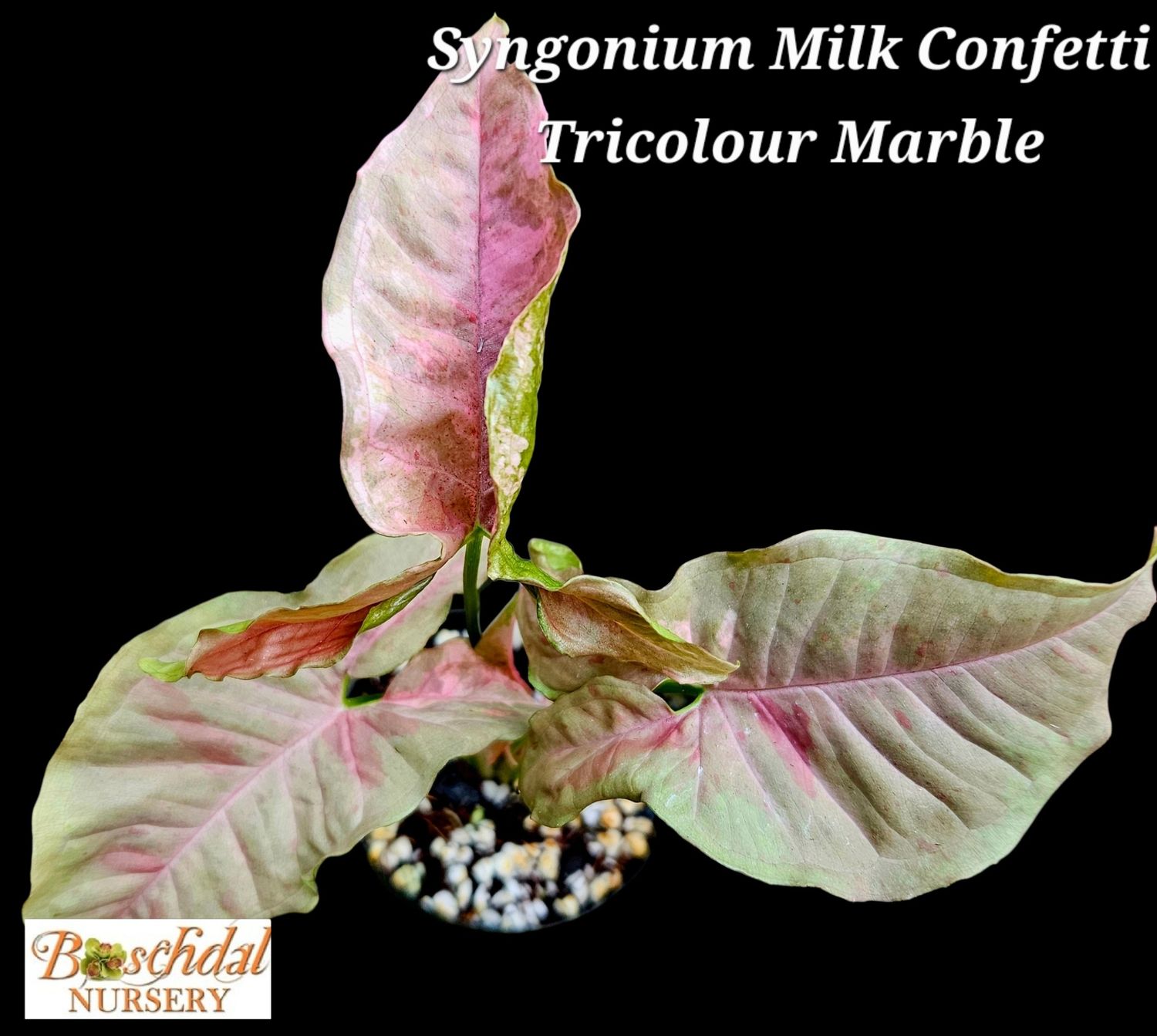 Syngonium Milk Confetti Tricolor Marble