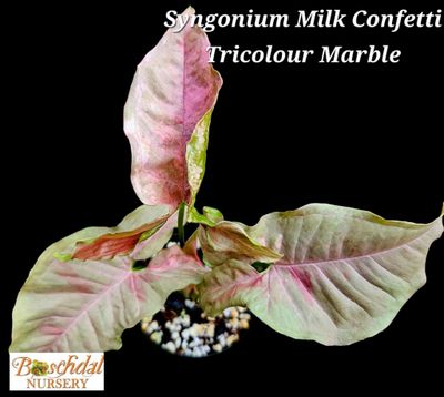 Syngonium Milk Confetti Tricolor Marble Syngonium Milk Confetti Tricolor Marble