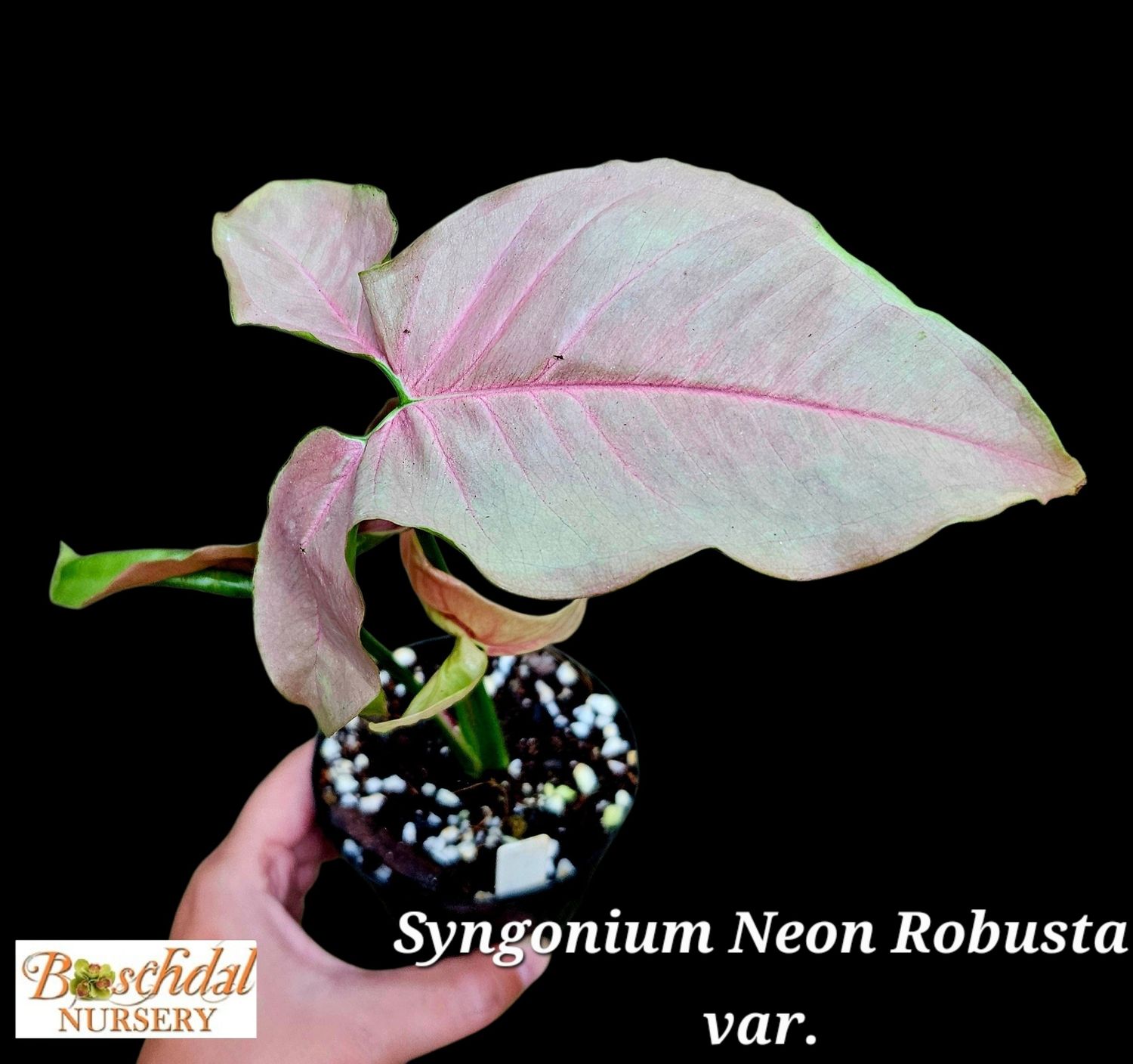 Syngonium Neon Robusta Variegated Syngonium Neon Robusta Variegated