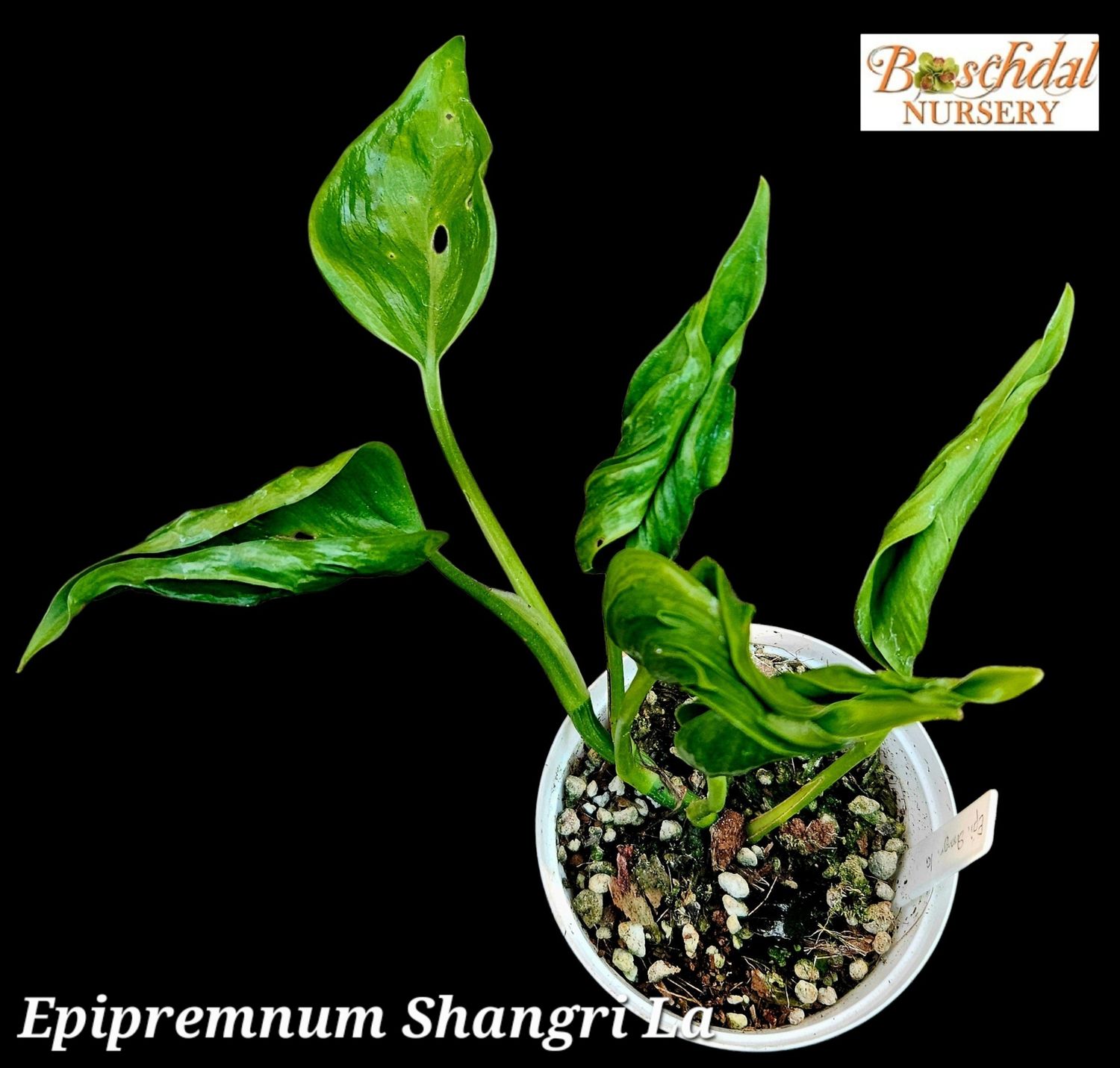 Epipremnum Shangri La