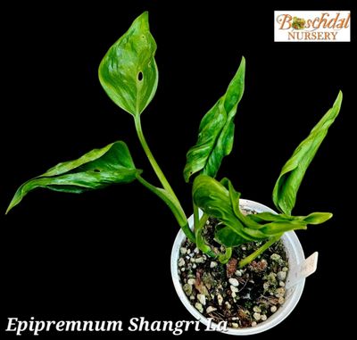Epipremnum Shangri La Epipremnum Shangri La