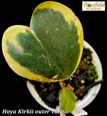 Hoya Kirkii Outer Variegation Hoya Kirkii Outer Variegation