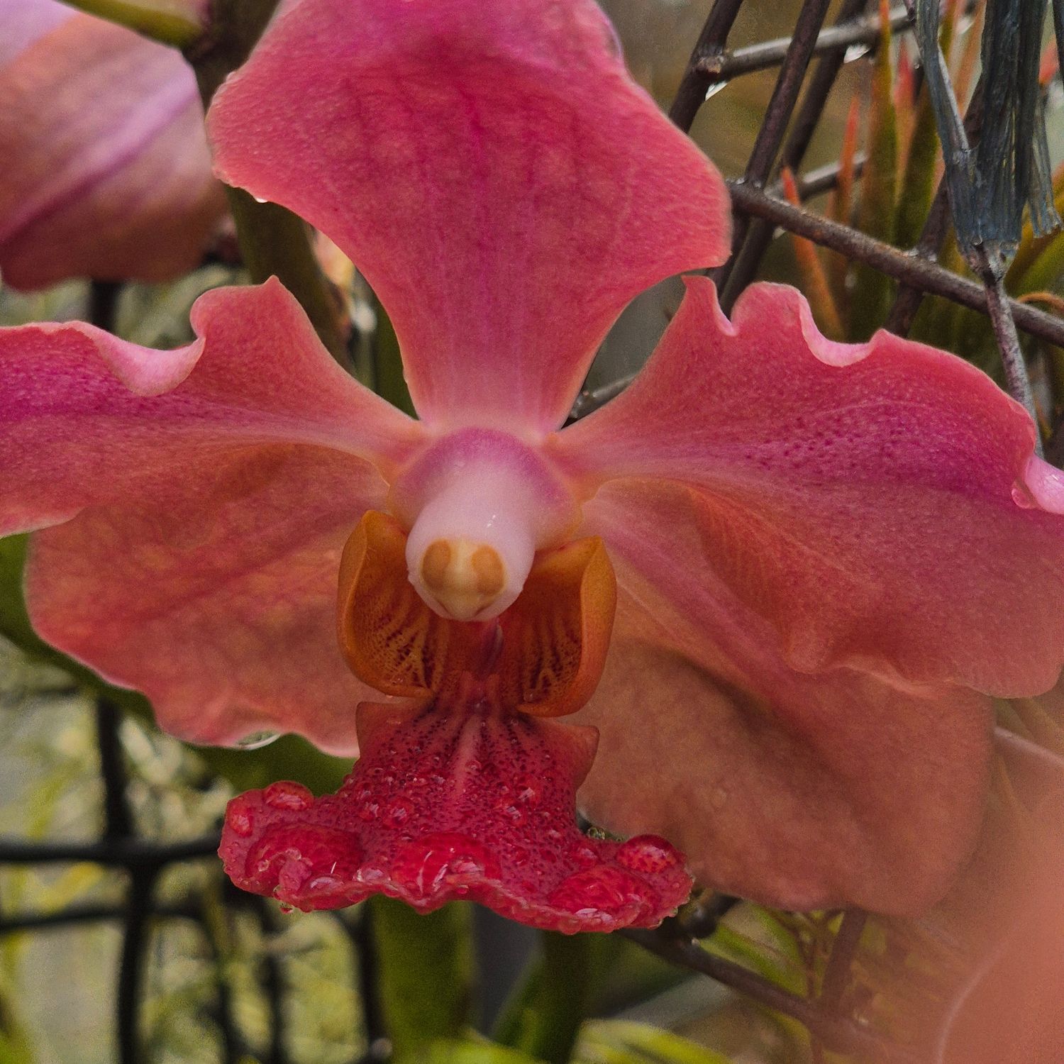 Vanda Tricolour Vanda Tricolour