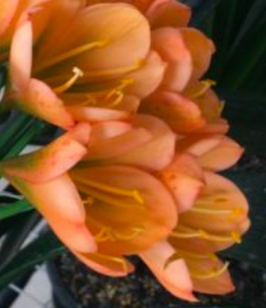 Clivia Sunset Peach USA offset T Clivia Sunset Peach USA offset T