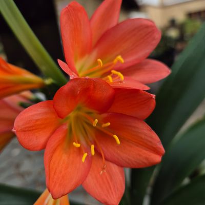 Clivia Bets Rossouw peach