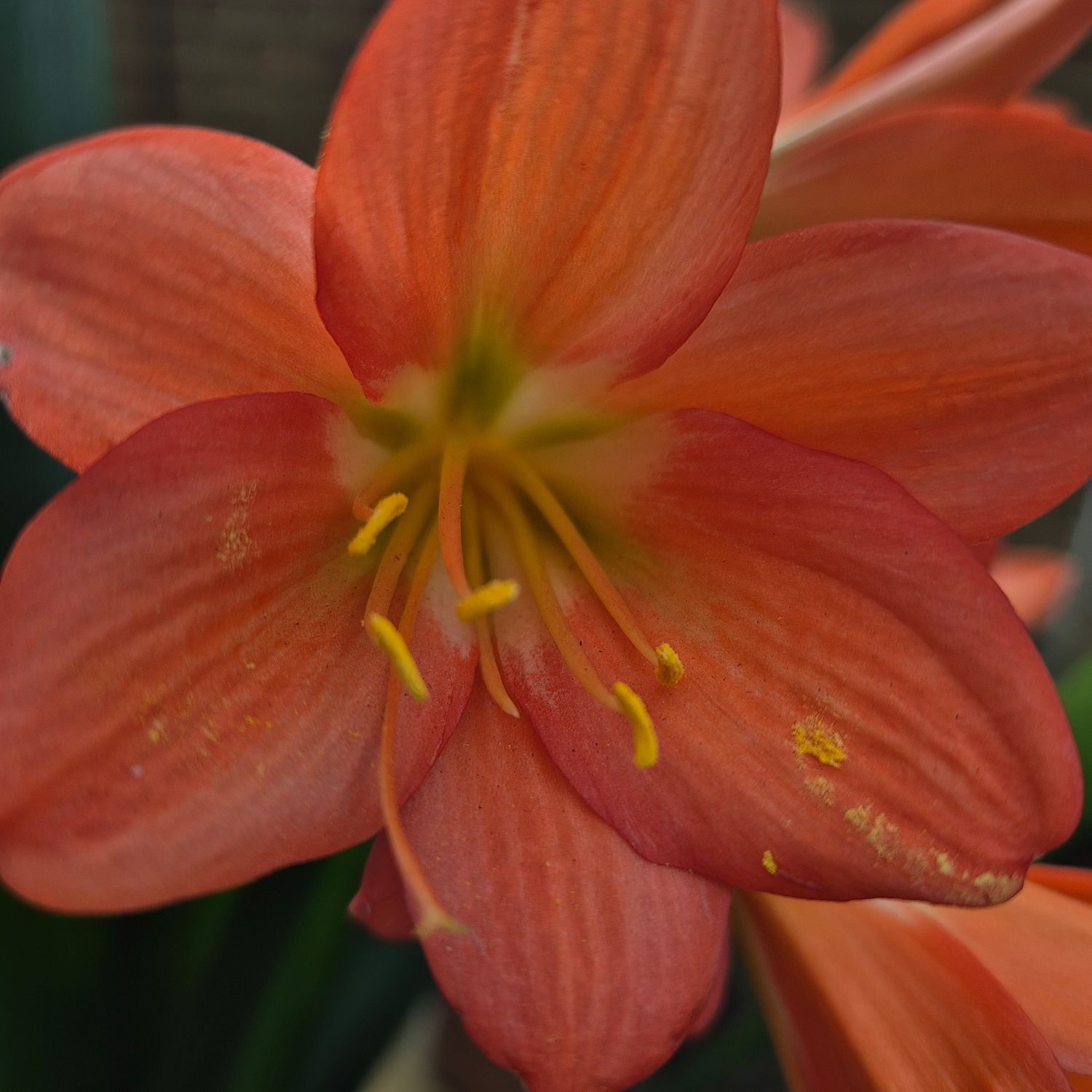 Clivia Bets Rossouw peach