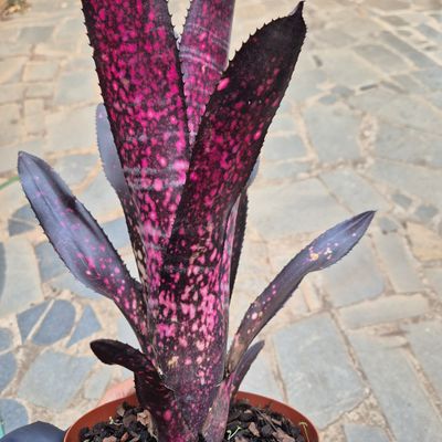 Billbergia Dark red wine Billbergia Dark red wine
