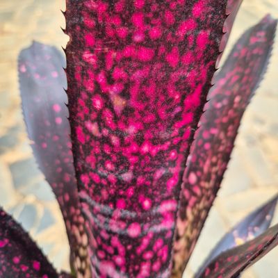 Billbergia Dark red wine