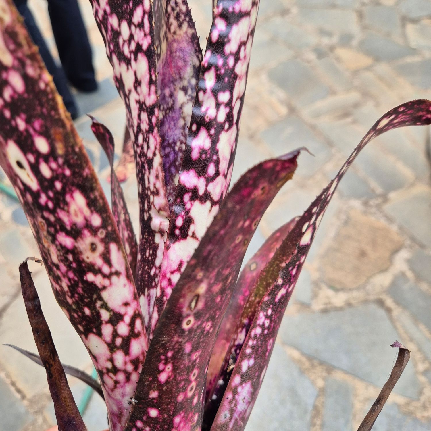 Billbergia rose Billbergia rose
