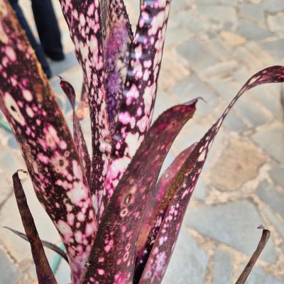 Billbergia rose Billbergia rose