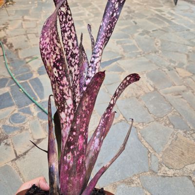 Billbergia rose