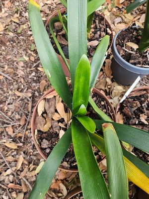 Clivia Brenthurst Pink x Gawie pink offset T