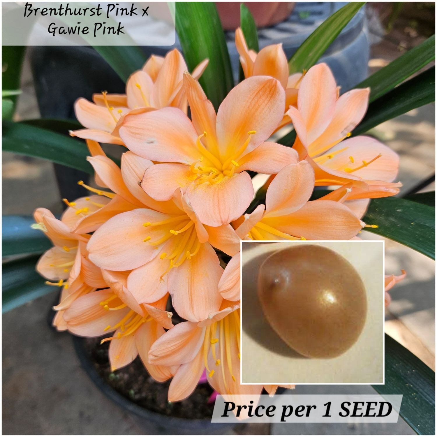 Clivia Brenthurst Pink x Gawie pink offset T Clivia Brenthurst Pink x Gawie pink offset T