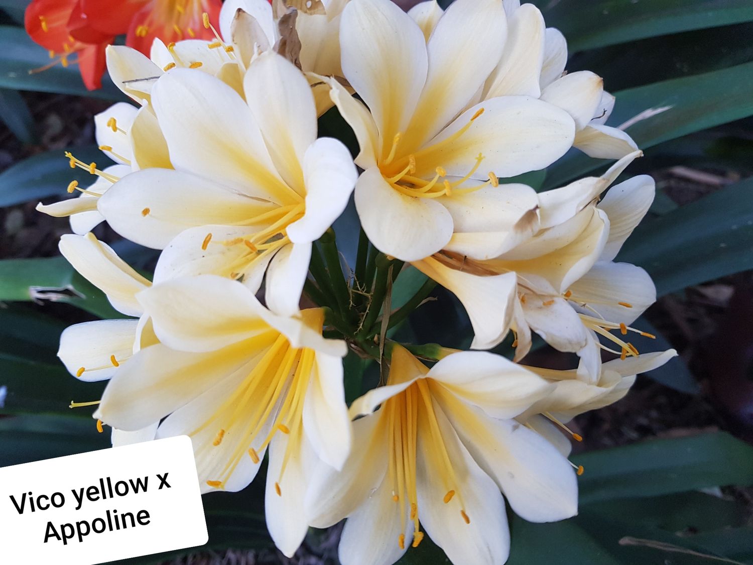 Clivia Vico Yellow x Appoline offset T Clivia Vico Yellow x Appoline offset T