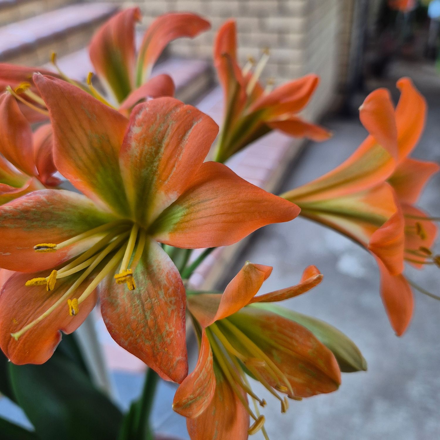 Clivia Apricot x Hirao green Clivia Apricot x Hirao green