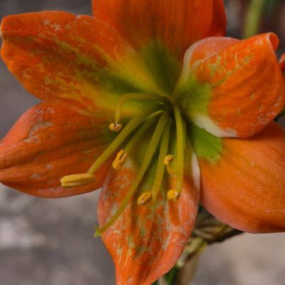 Clivia Apricot x Hirao green