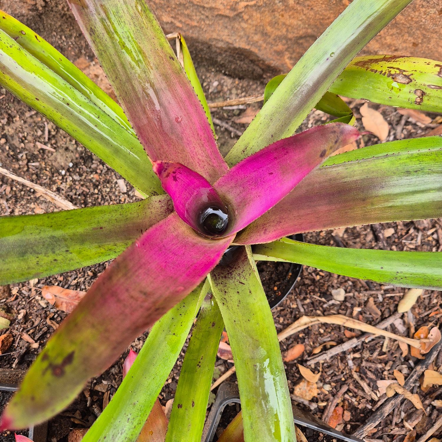 Neoregelia consentrica Neoregelia consentrica