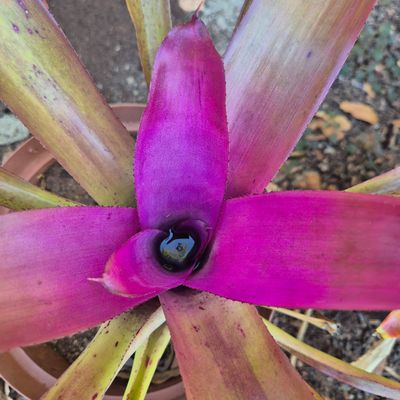 Neoregelia consentrica