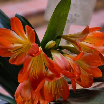 Clivia huge orange flower